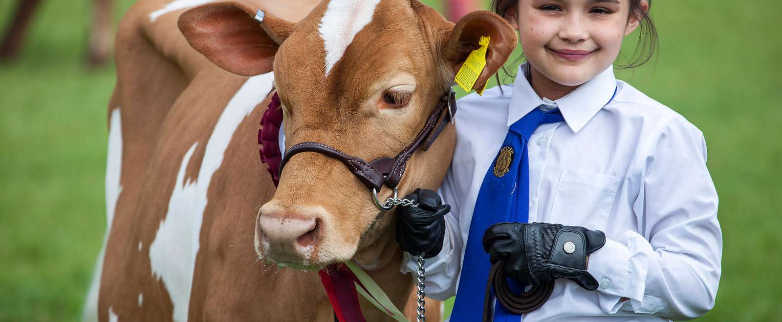 Girl with Cow at Devon County Show Parade