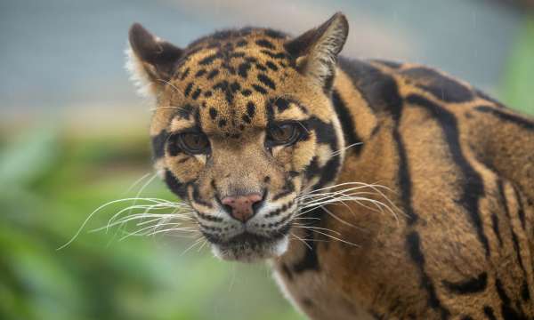 Animal at Exmoor Zoo