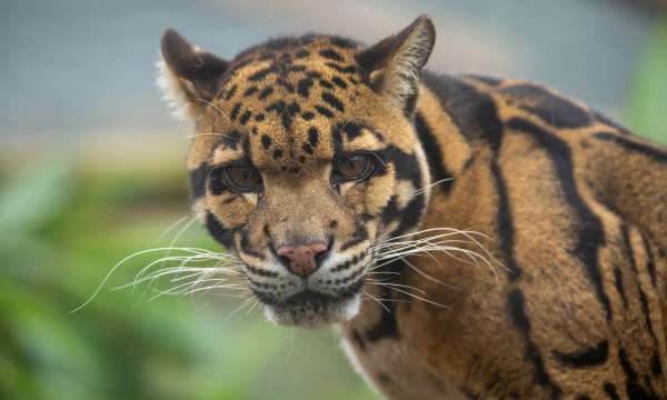 Animal at Exmoor Zoo