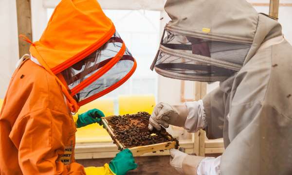 Close Look Up at the Bees when Honey Making