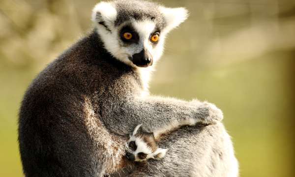 Dartmoor Zoo