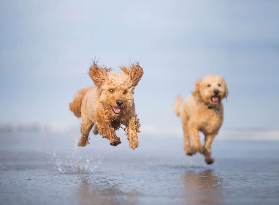 Dog Jumping on Beach